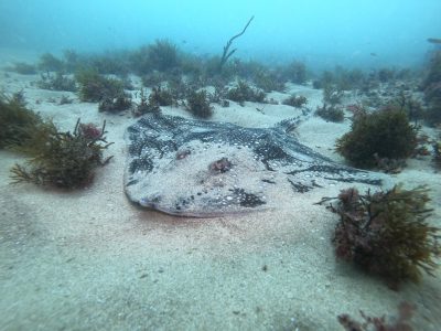 246155015_364921941888843_4641360693633935_n